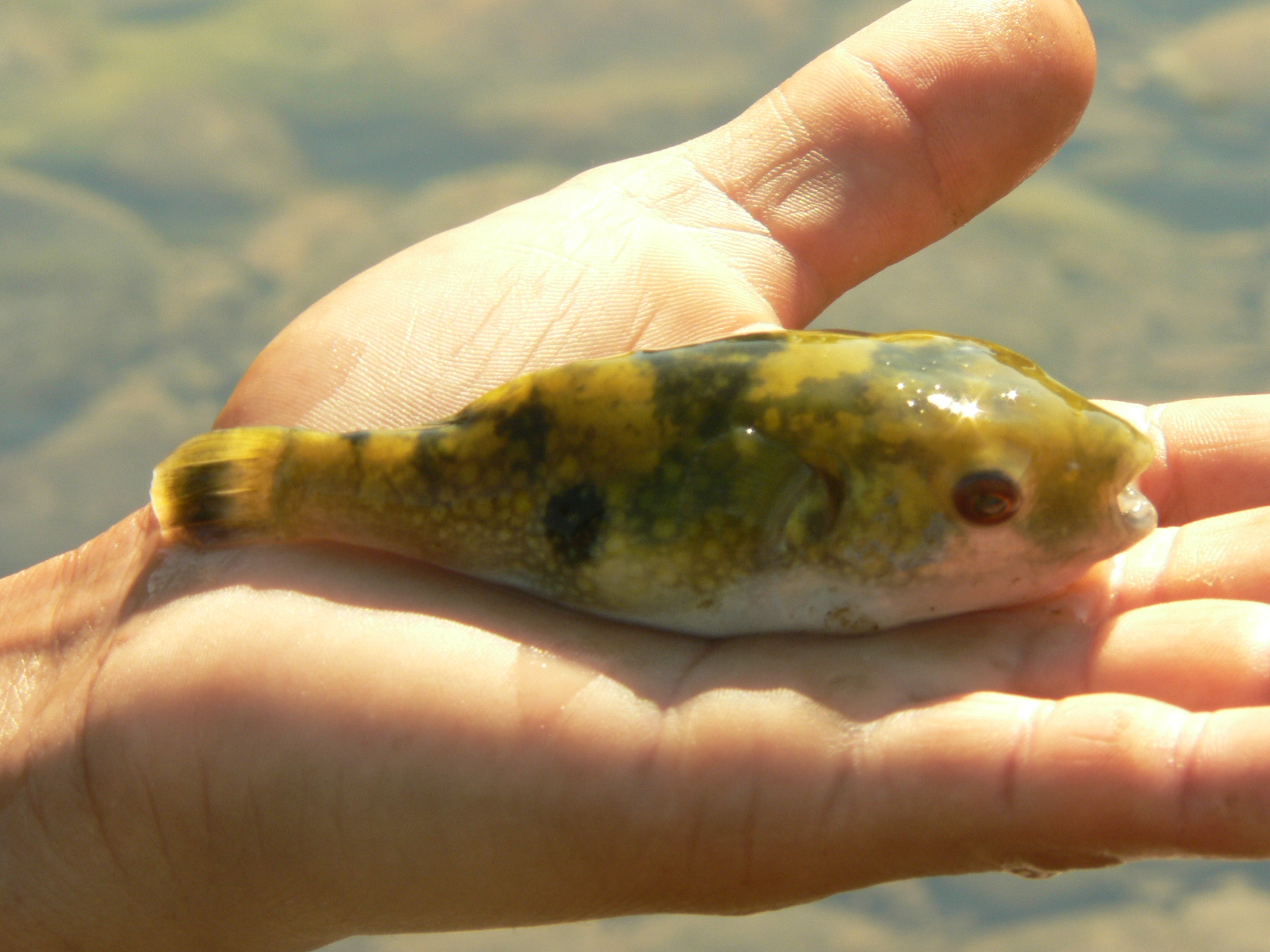 brackish water puffer fish