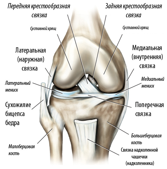 Анатомия гортани