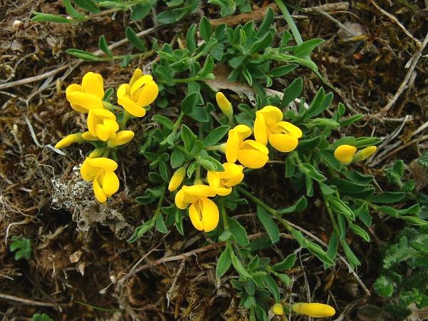 File:Genista pilosa.jpg