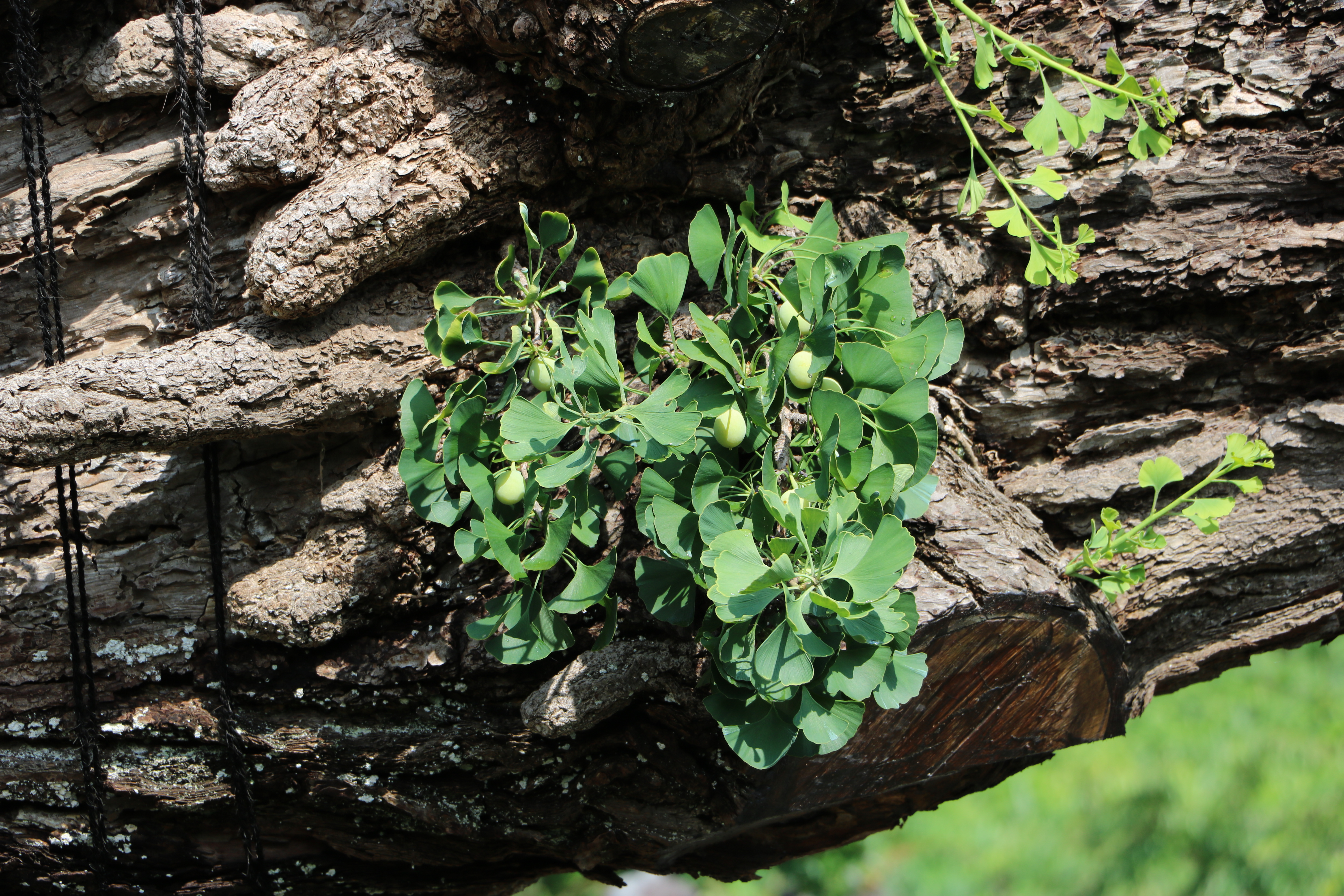 aanklager versnelling Verscherpen File:Ginkgo biloba seeds of Jotakuji no Ohatsuki Icho B.jpg - Wikimedia  Commons