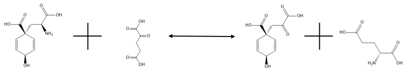 Glutamat-Prephenate Reaksi Aminotransferase