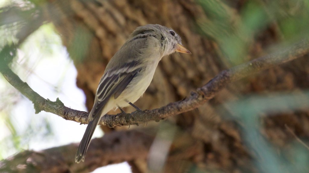 Gray Flycatcher - Patagonia Lake SP - AZ - 2015-10-02at13-57-0424 (22254390585).jpg