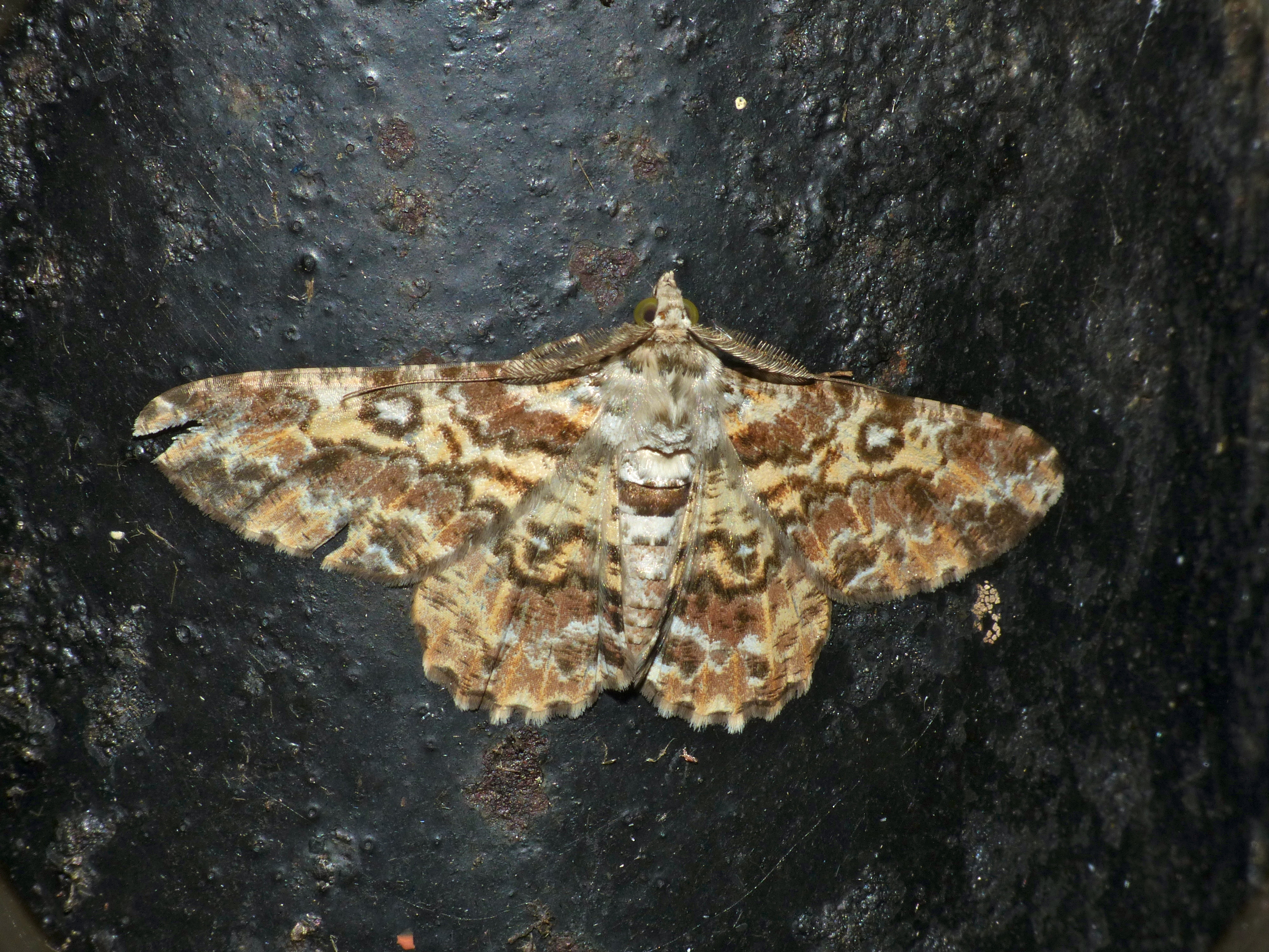 Green-eyed Geometrid Moth (Cleora determinata) (15068658904).jpg