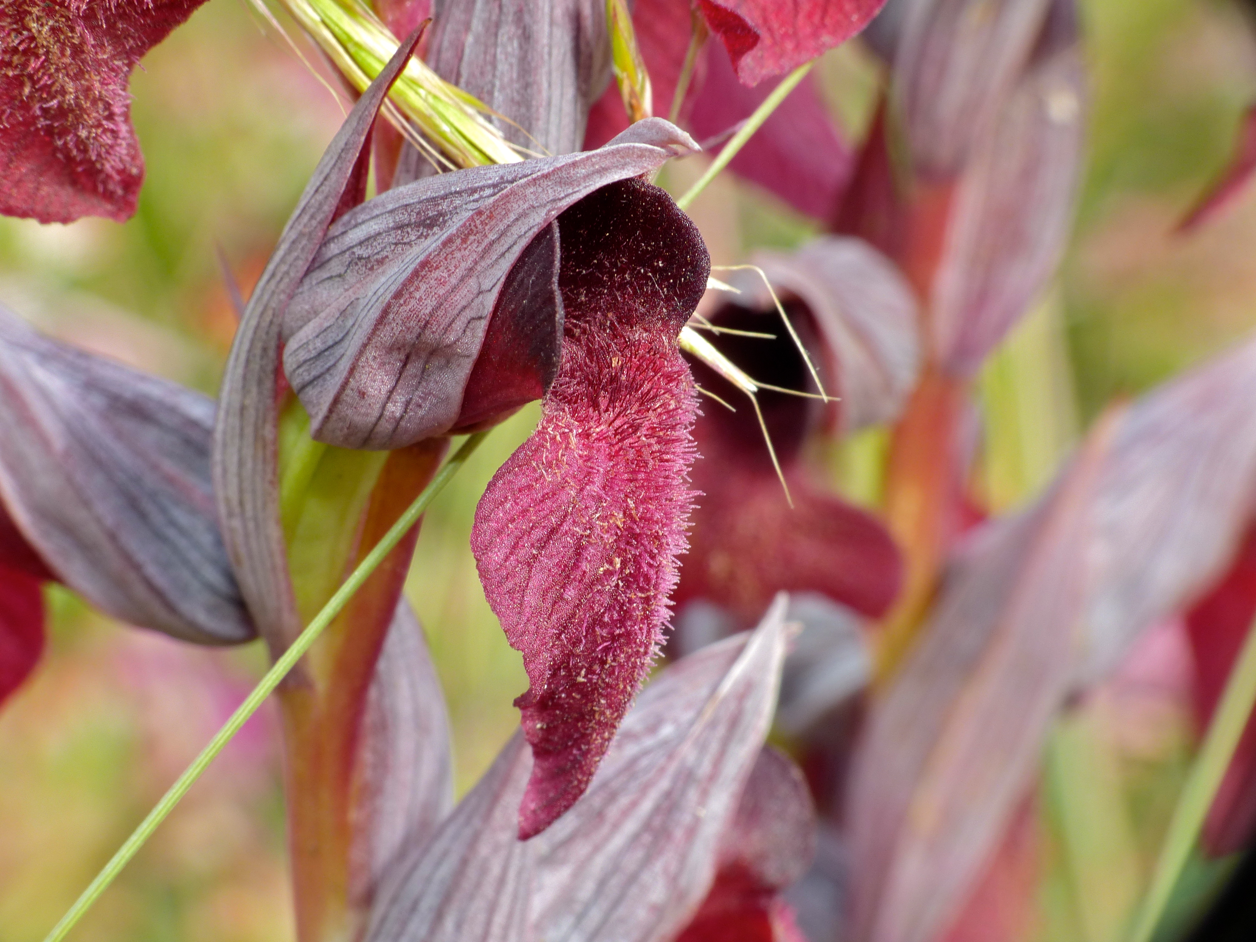 Heart-shaped Tongue Orchid (Serapias cordigera) (14211338340).jpg