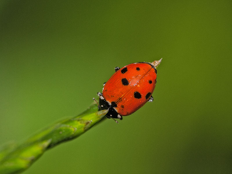 File:Hippodamia variegata UD10.jpg