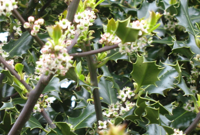 Holly tree in flower at Pen Ceunant - geograph.org.uk - 287280