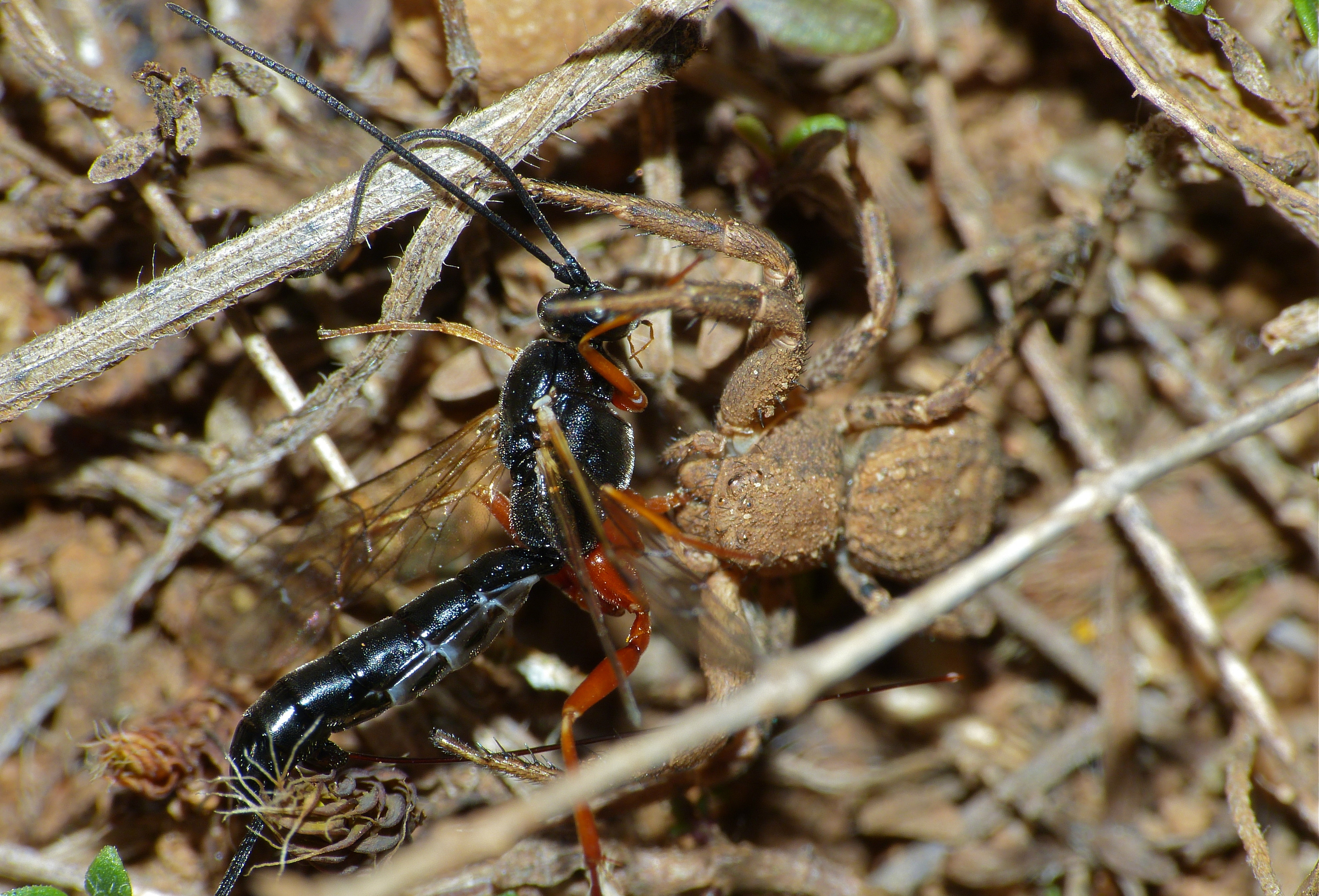 Ichneumonid Wasp (Ephialtes sp.) caught by Crab Spider (Xysticus sp.) (10113377356).jpg