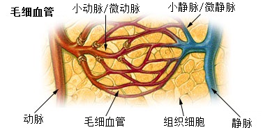 File:Illu capillary zh.jpg