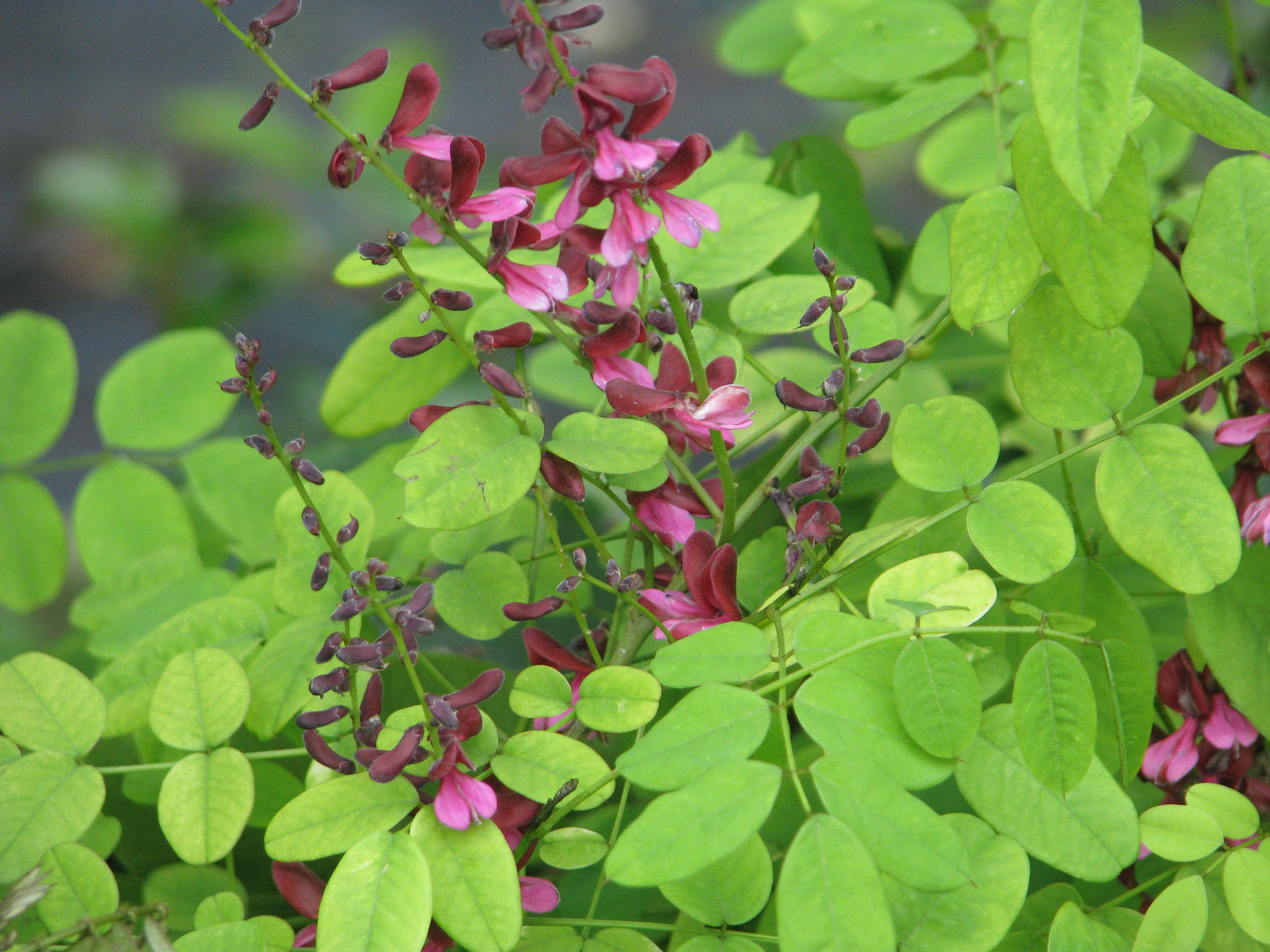 Indigofera hebepetala (14436423584).jpg