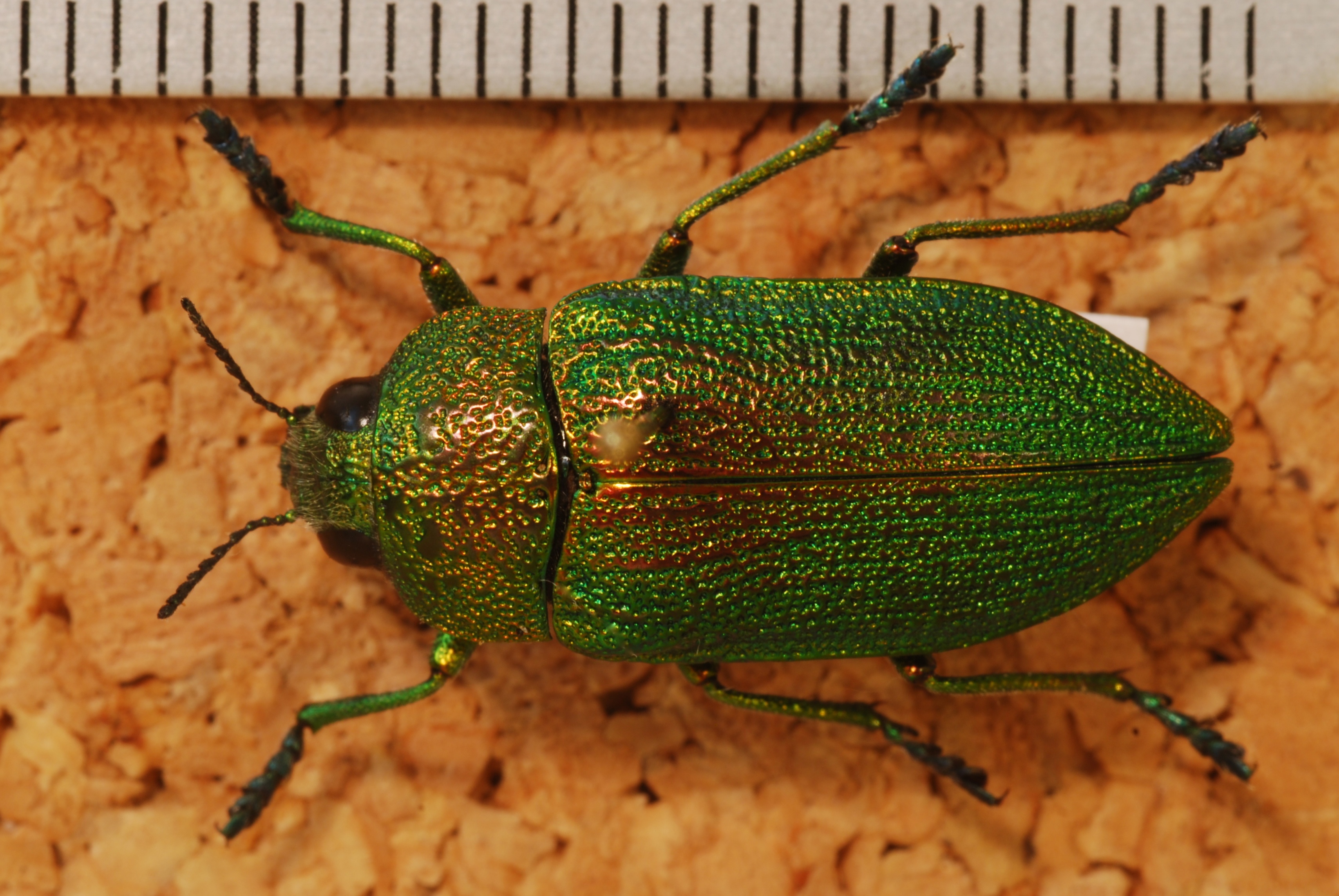 Jewel Beetle (Perotis planidorsis) (8248373830).jpg