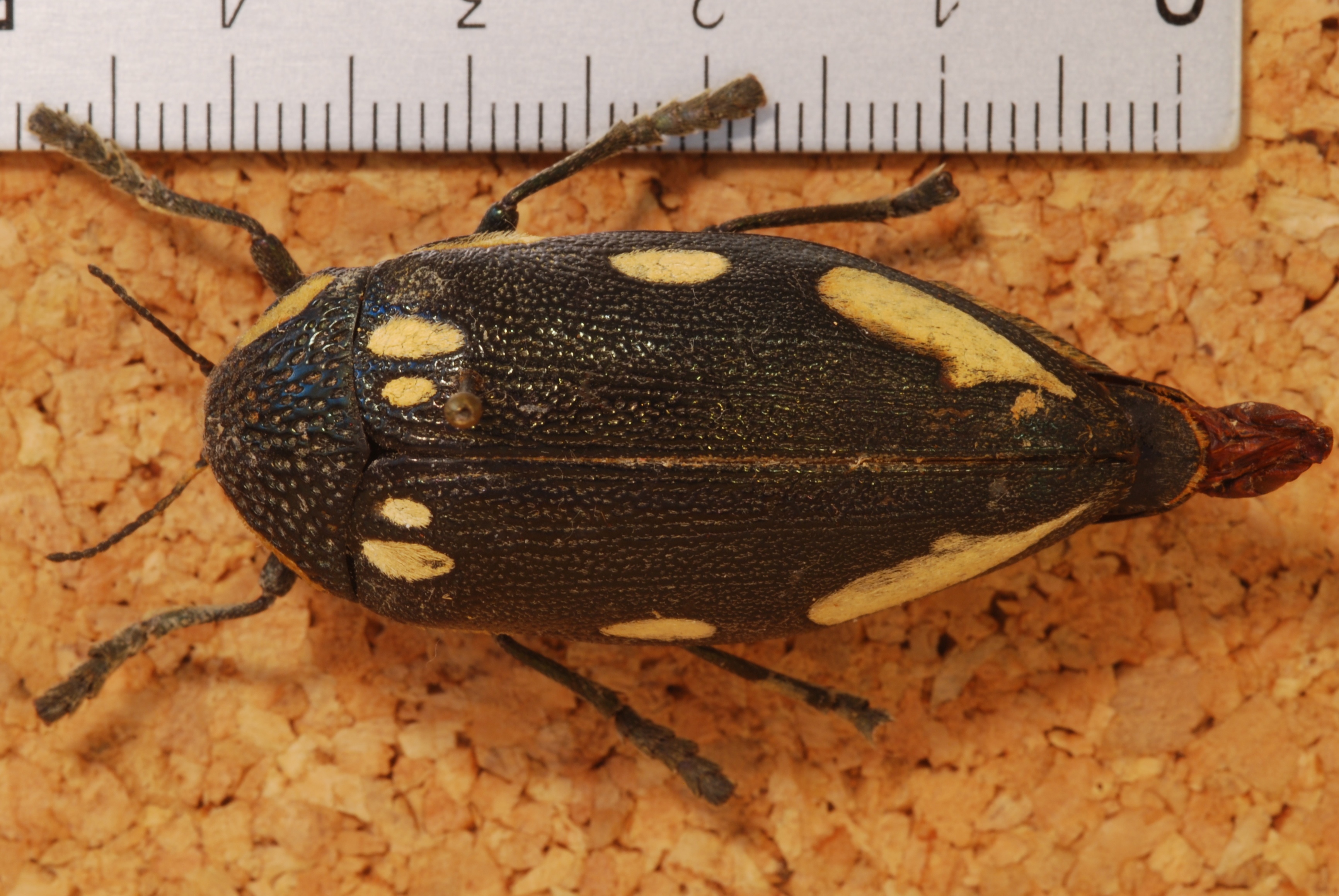 Jewel Beetle (Sternocera orissa orissa) (8255445230).jpg