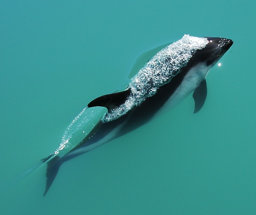 Доклад по теме Атлантический белобокий дельфин