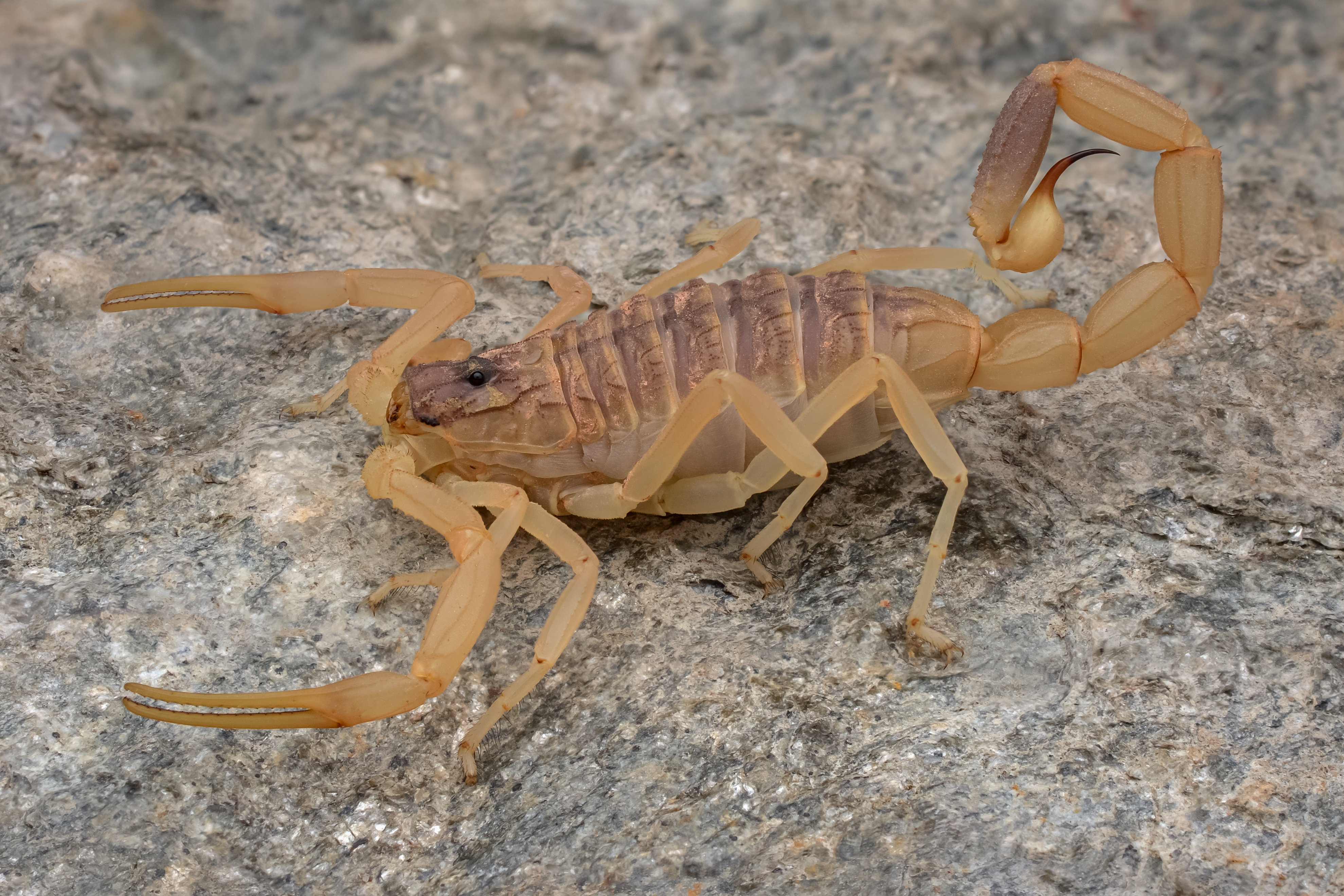 leiurus quinquestriatus