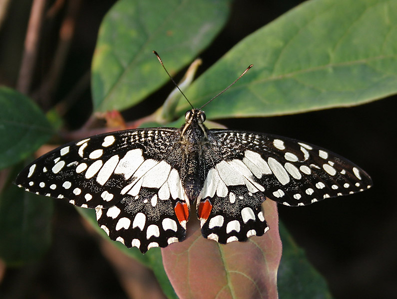 File:Lime Butterfly (Papilio demoleus) at Samsing, Duars, West Bengal W IMG 6313.jpg