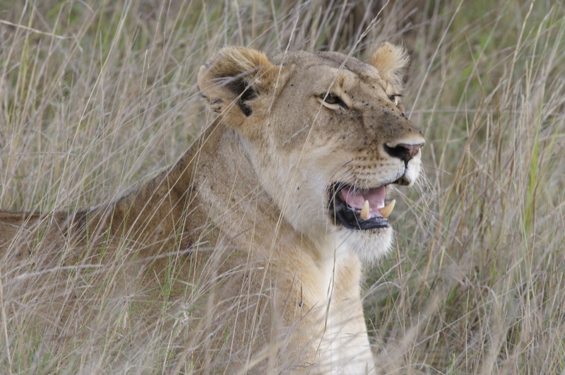 File:Lion of Masai Mara - Lip Kee.jpg