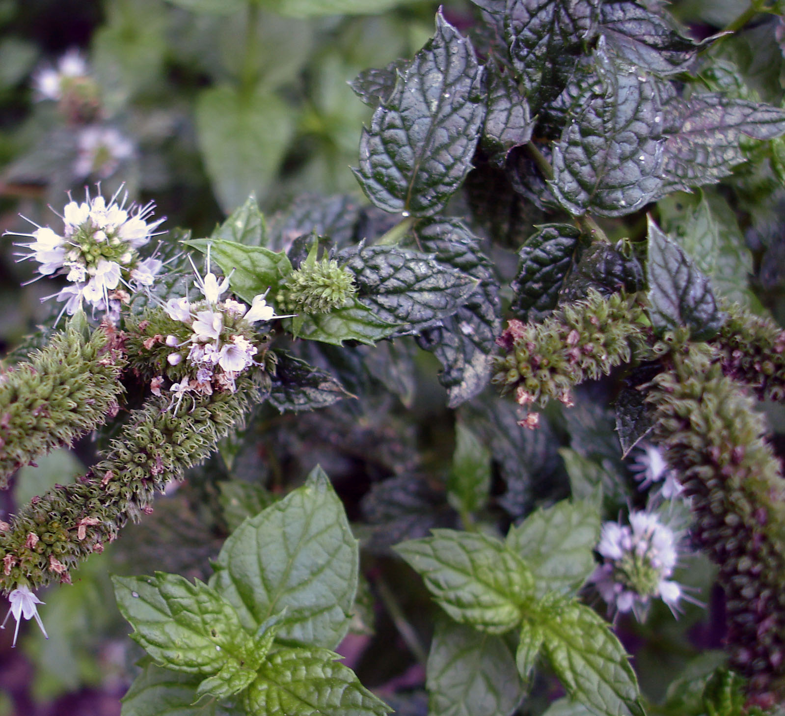 Mentha citrata (menthe citronnée)