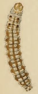 File:Neofaculta ericetella larva.JPG