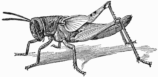 File:Nymph of Locust - Project Gutenberg eText 16410.png