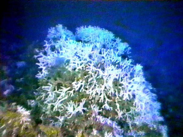 coral varicoza)