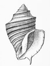 Ilustração da concha de O. pseudodon retirada da obra The Cambridge Natural History (1895); p. 424.