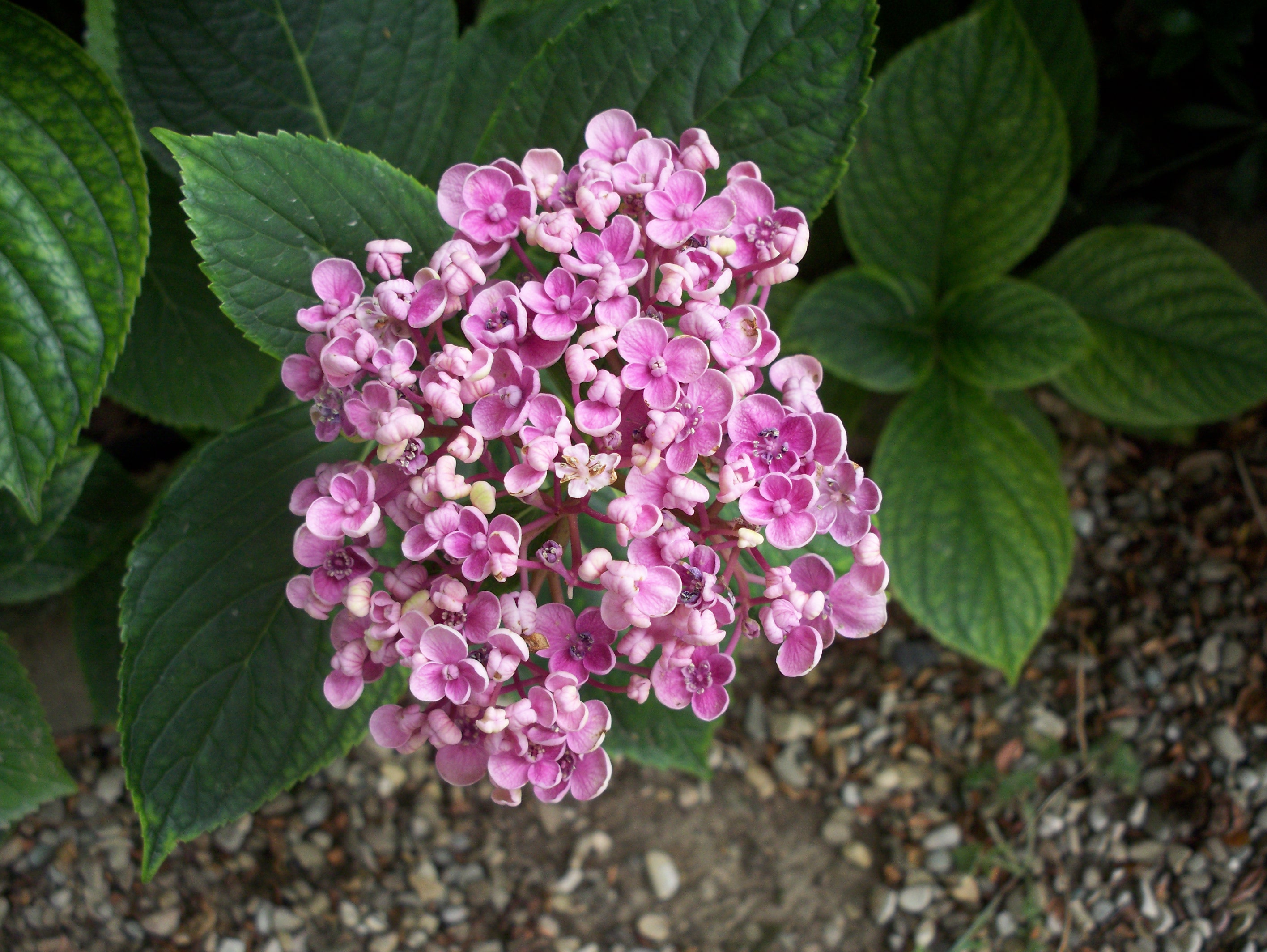 Гортензия крупнолистная Hydrangea macrophylla Ayesha