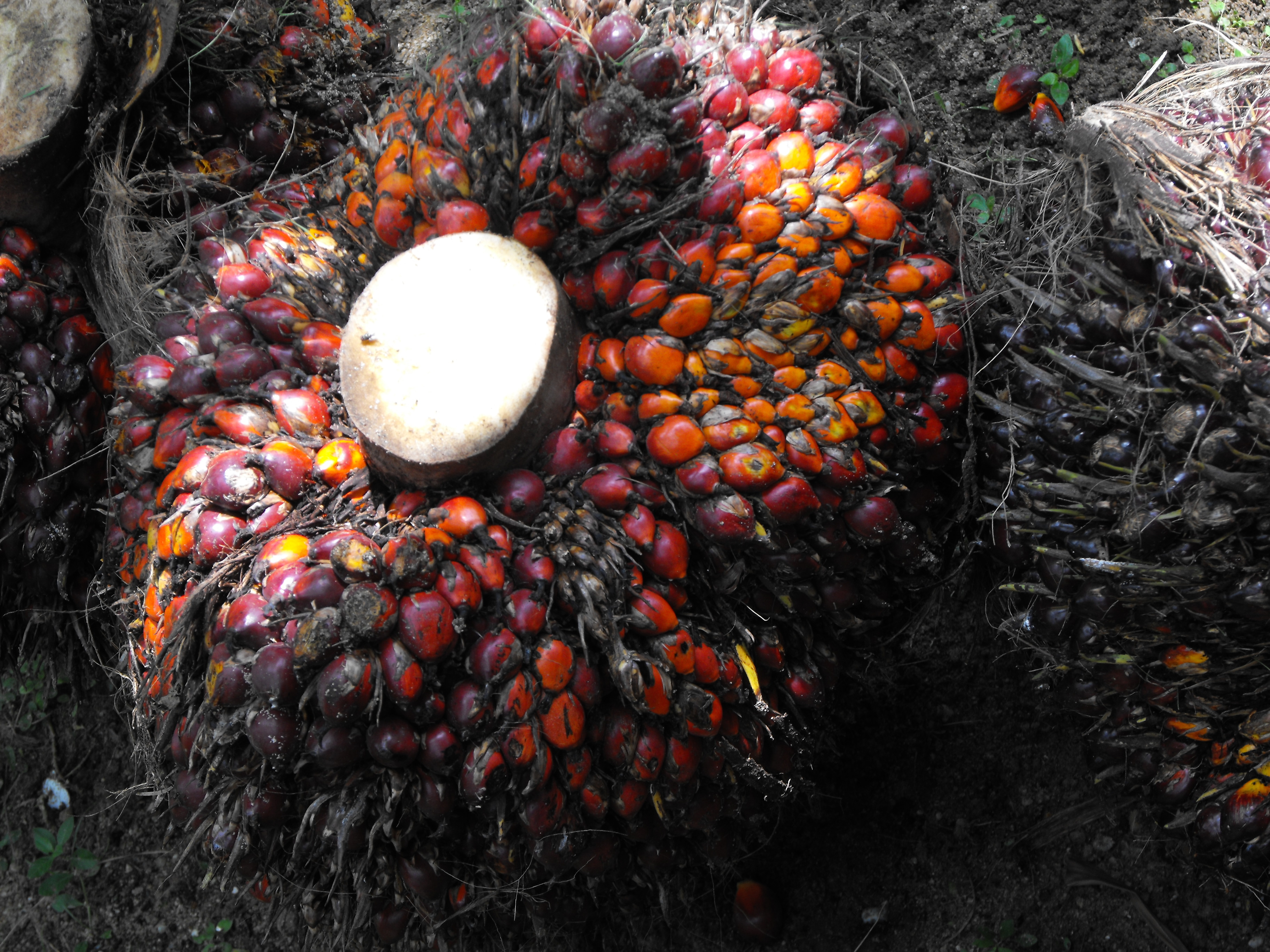 Palm oil production in Indonesia - Wikipedia