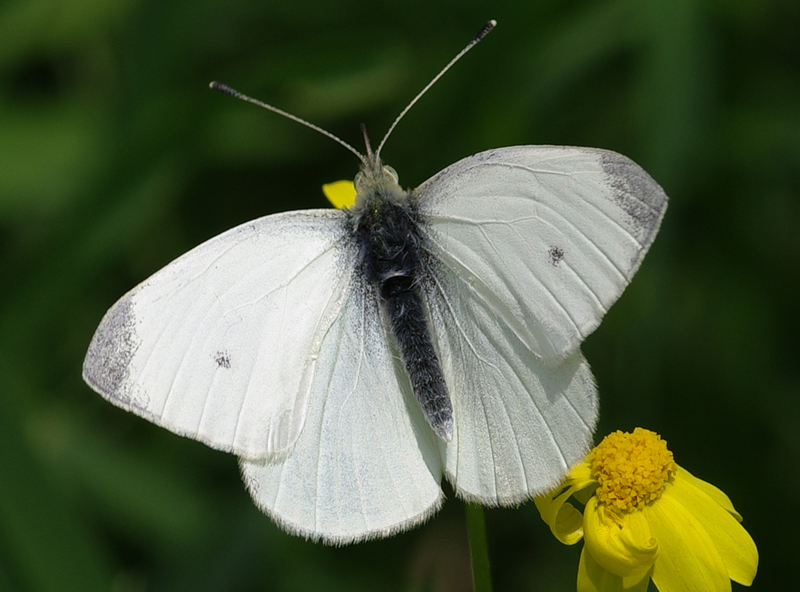 File:Pieris rapae (1).jpg