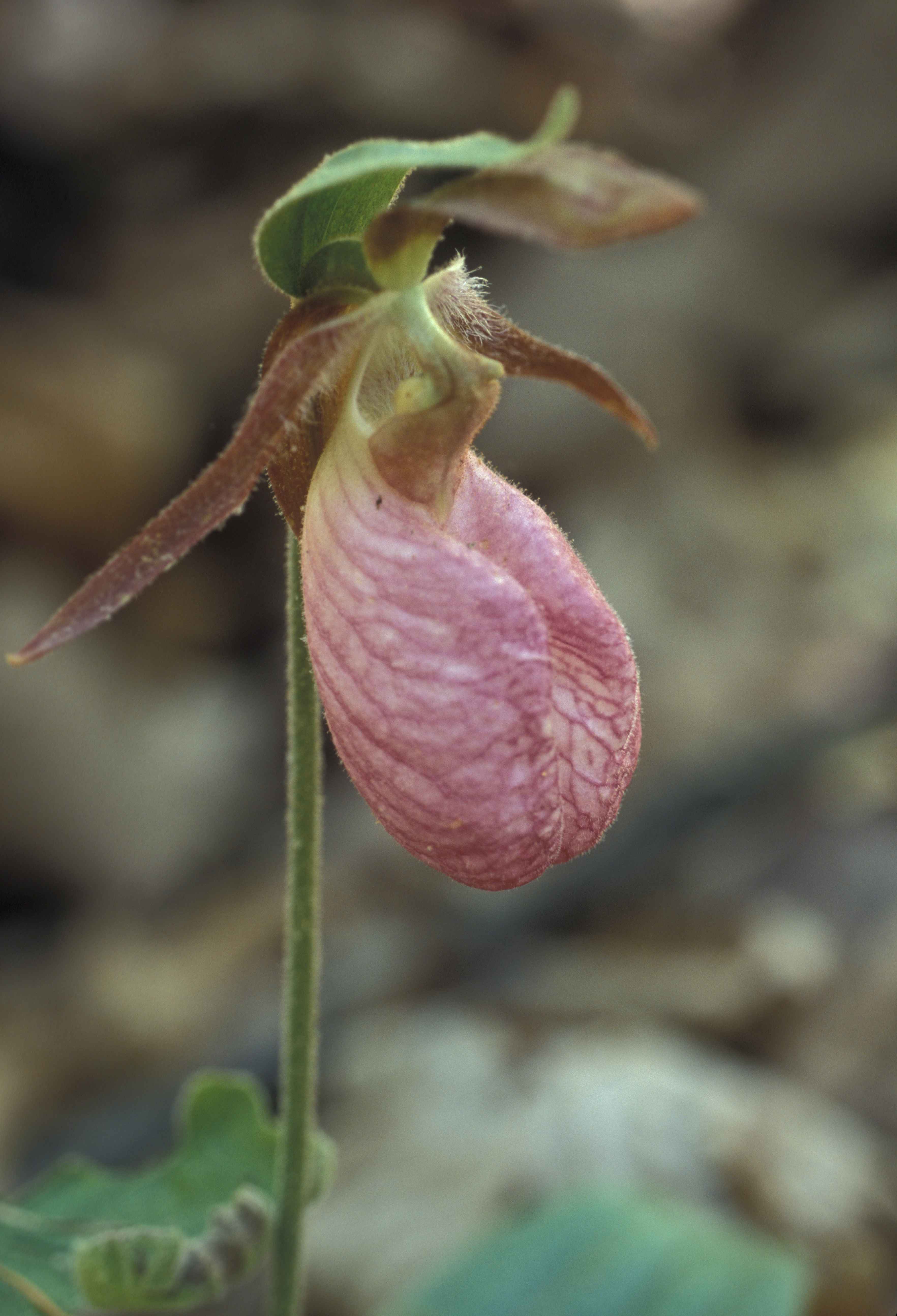 Research Report #46 — Pink Lady-Slipper | by Mohonk Preserve | Medium