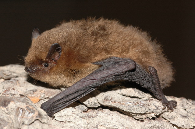 File:Pipistrellus pygmaeus 07.jpg