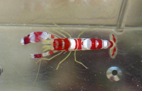 blck cuckold candy striped shrimp Sex Images Hq