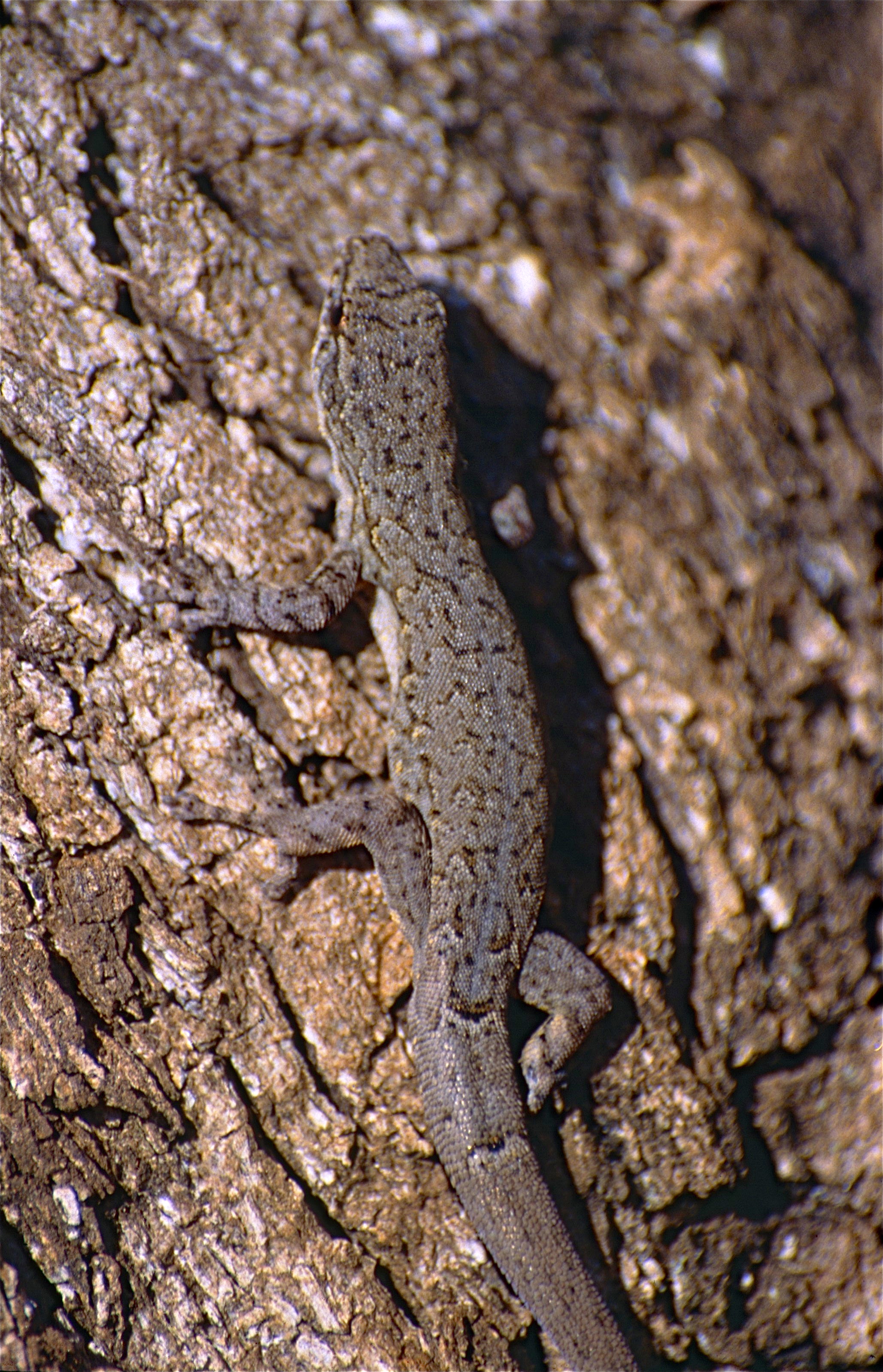 Карликовая ящерица. Карликовый геккон (Sphaerodactylus ariasae). Круглопалый геккон. Lygodactylus luteopicturatus. Lygodactylus capensis.