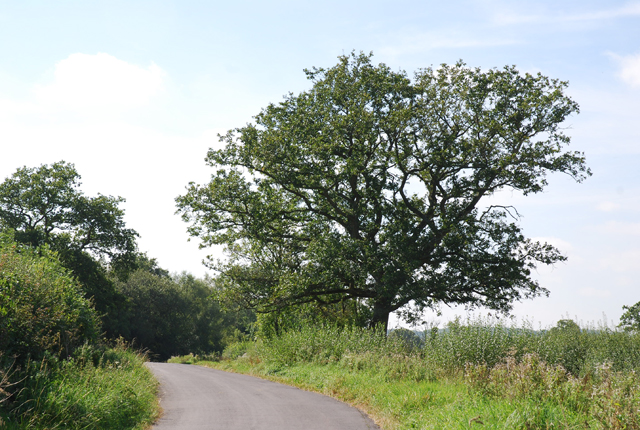 File:Temple Lane and tree - geograph.org.uk - 550402.jpg