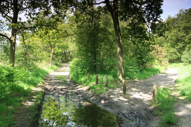 File:Track junction on Pirbright Common - geograph.org.uk - 1372503.jpg