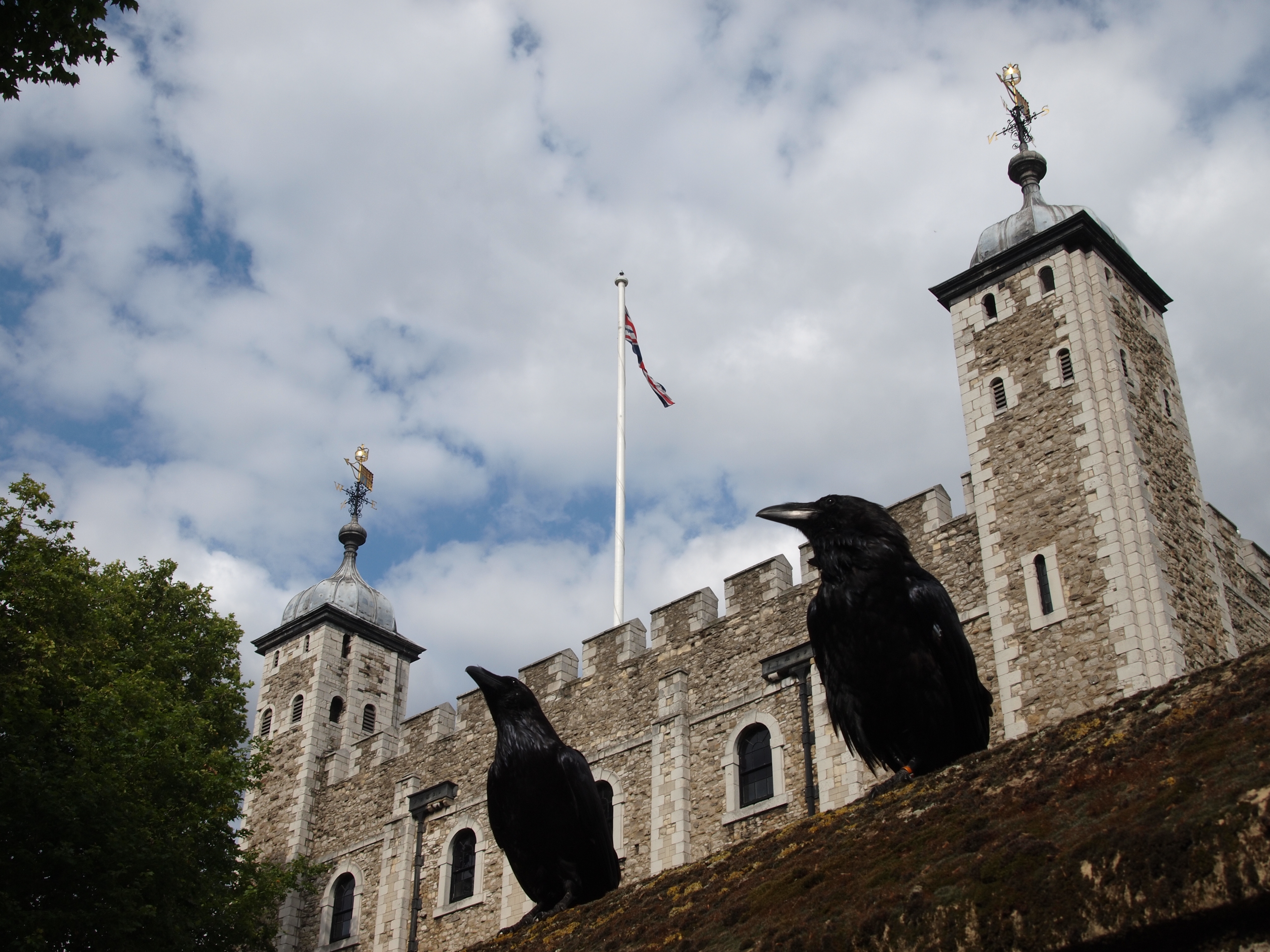 Six ravens. Тауэр в Лондоне вороны. Вороны в Тауэре в Лондоне. Лондонский Тауэр вороны Легенда. Лондонский Тауэр вороны фото.
