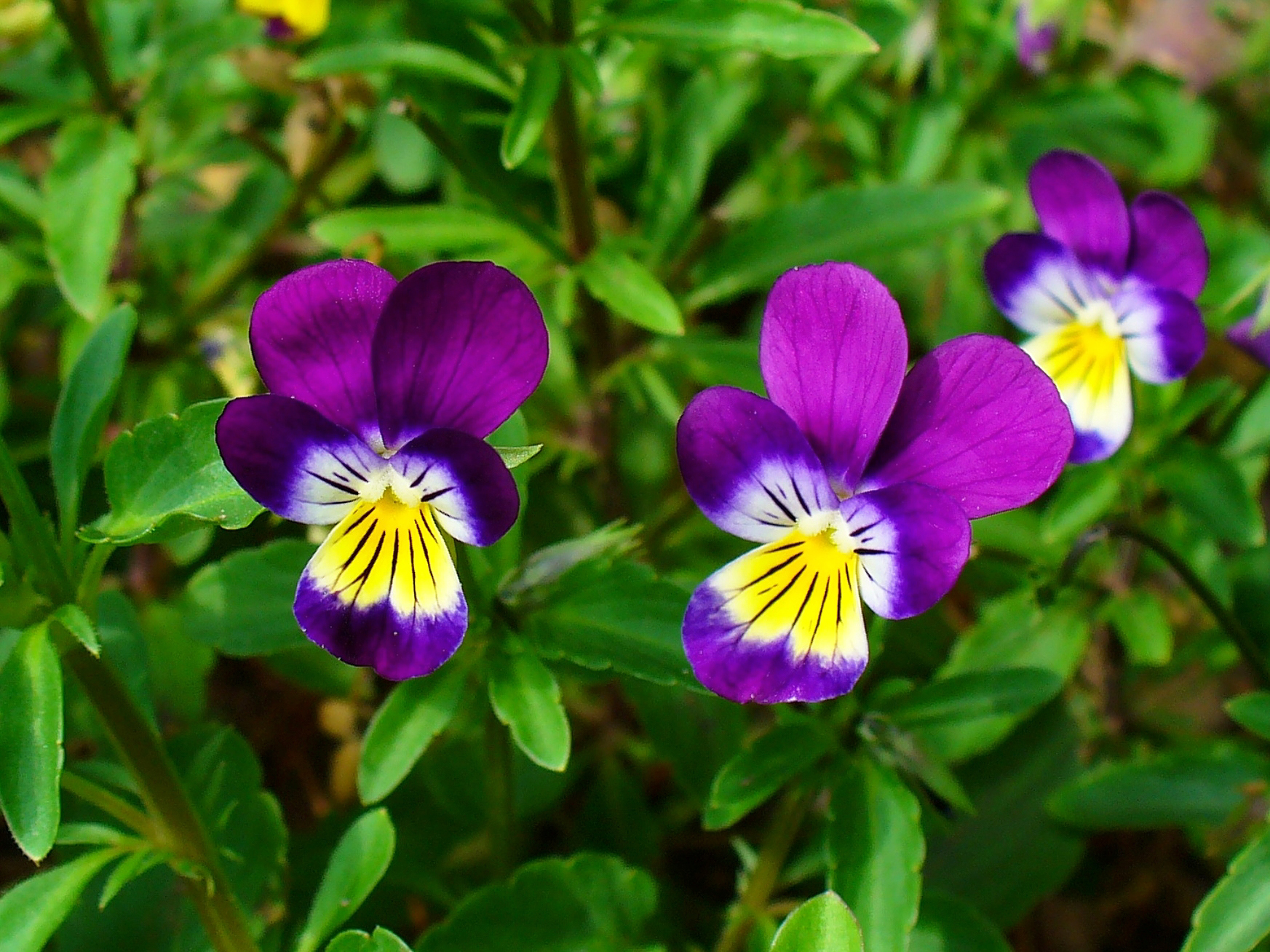 Viola_tricolor_002.JPG