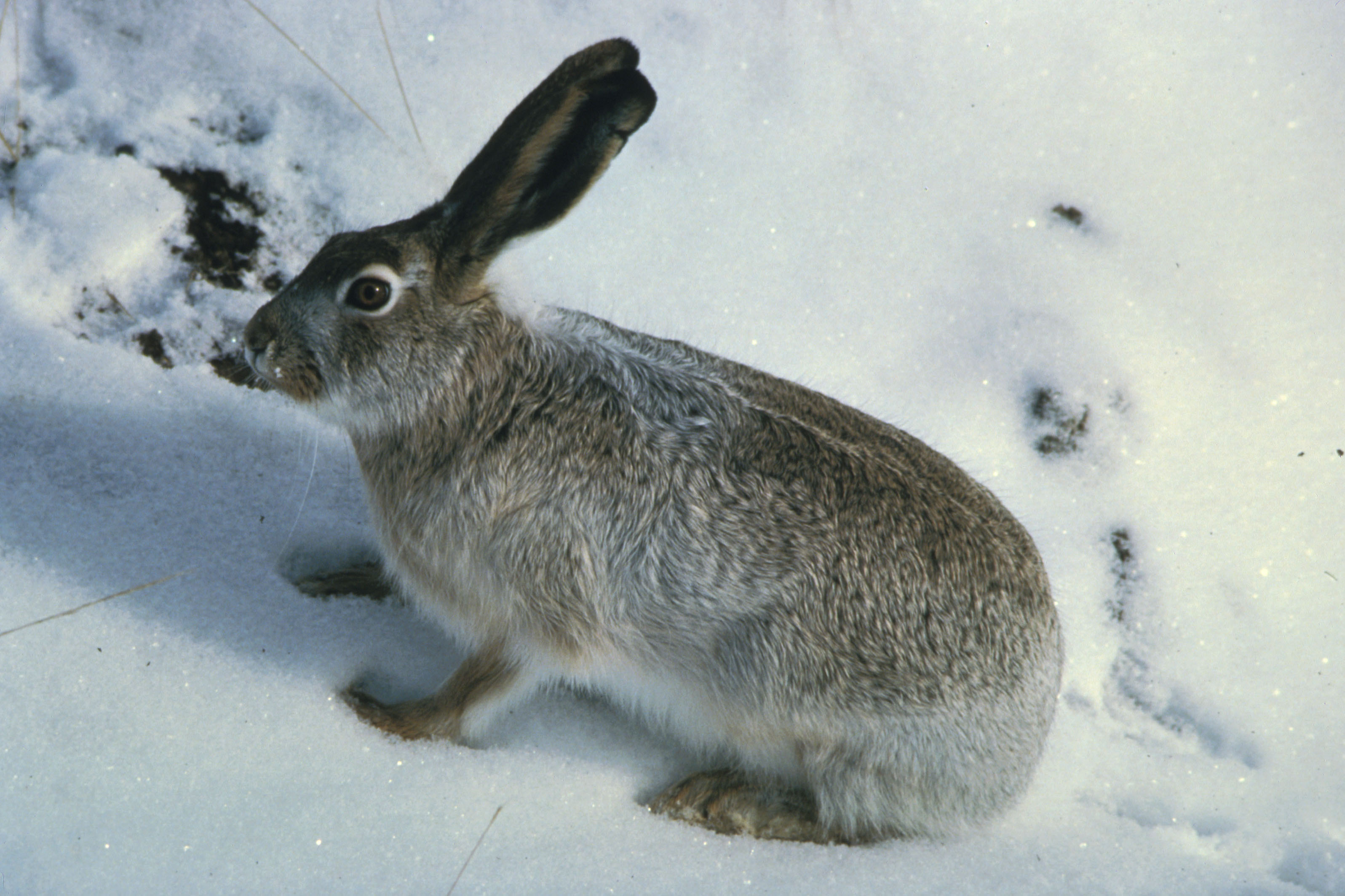 Изменение окраски зайца беляка. Серый заяц-Русак. Заяц Русак белый. Белохвостый кролик. Заяц Русак и кролик.