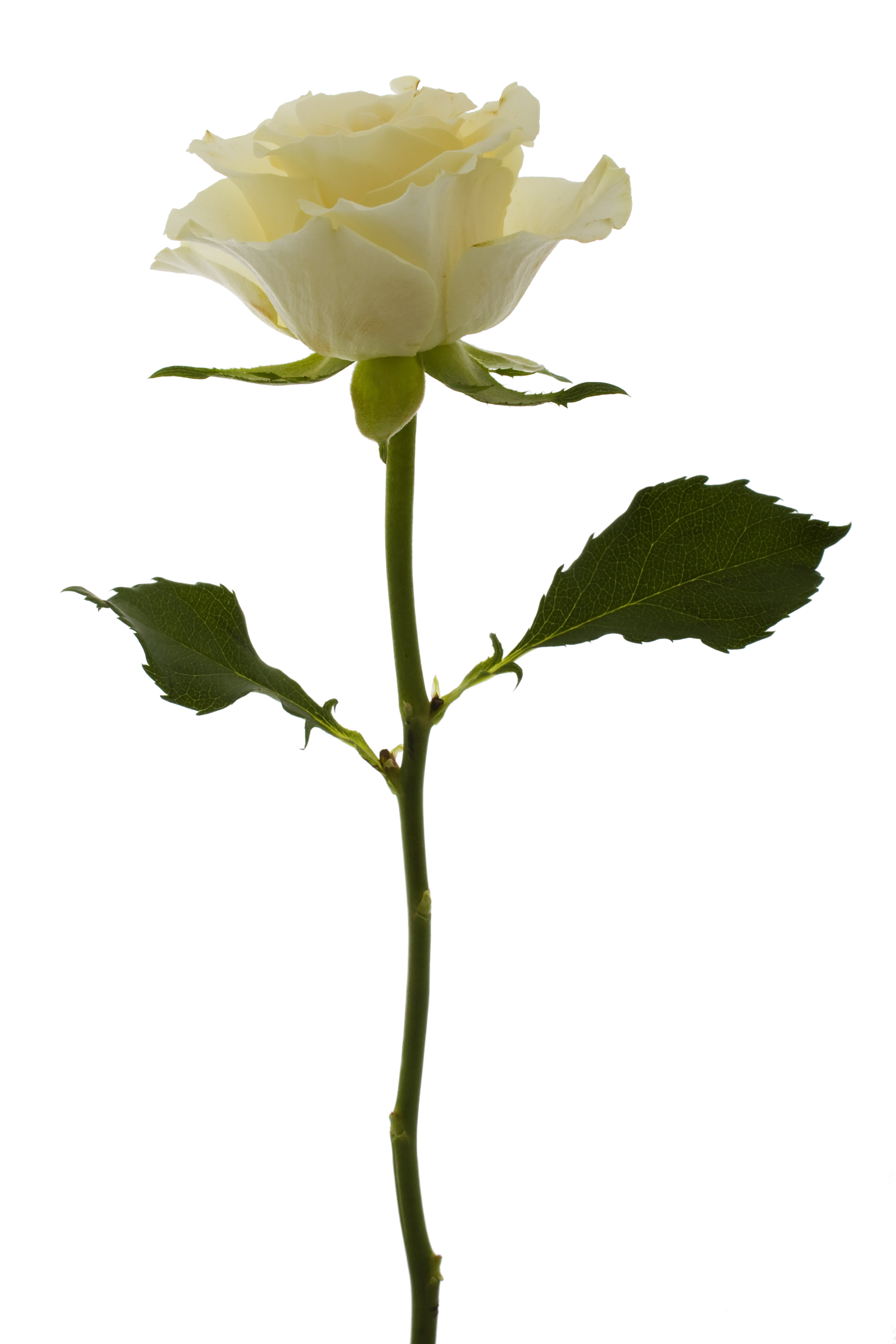 White Rose