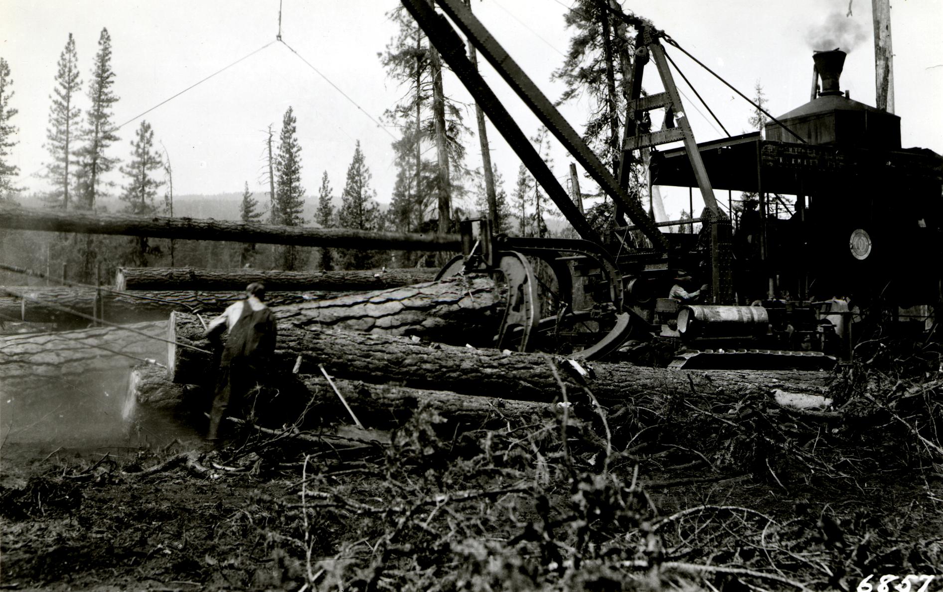Commons logging. Самая крупная сосна Пондероза Орегон.