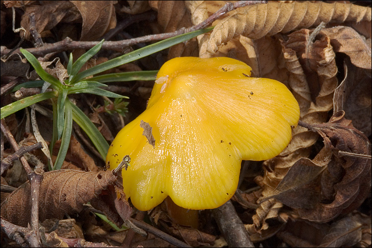 File:2009-01-14 Hygrocybe persistens 2 16336.jpg