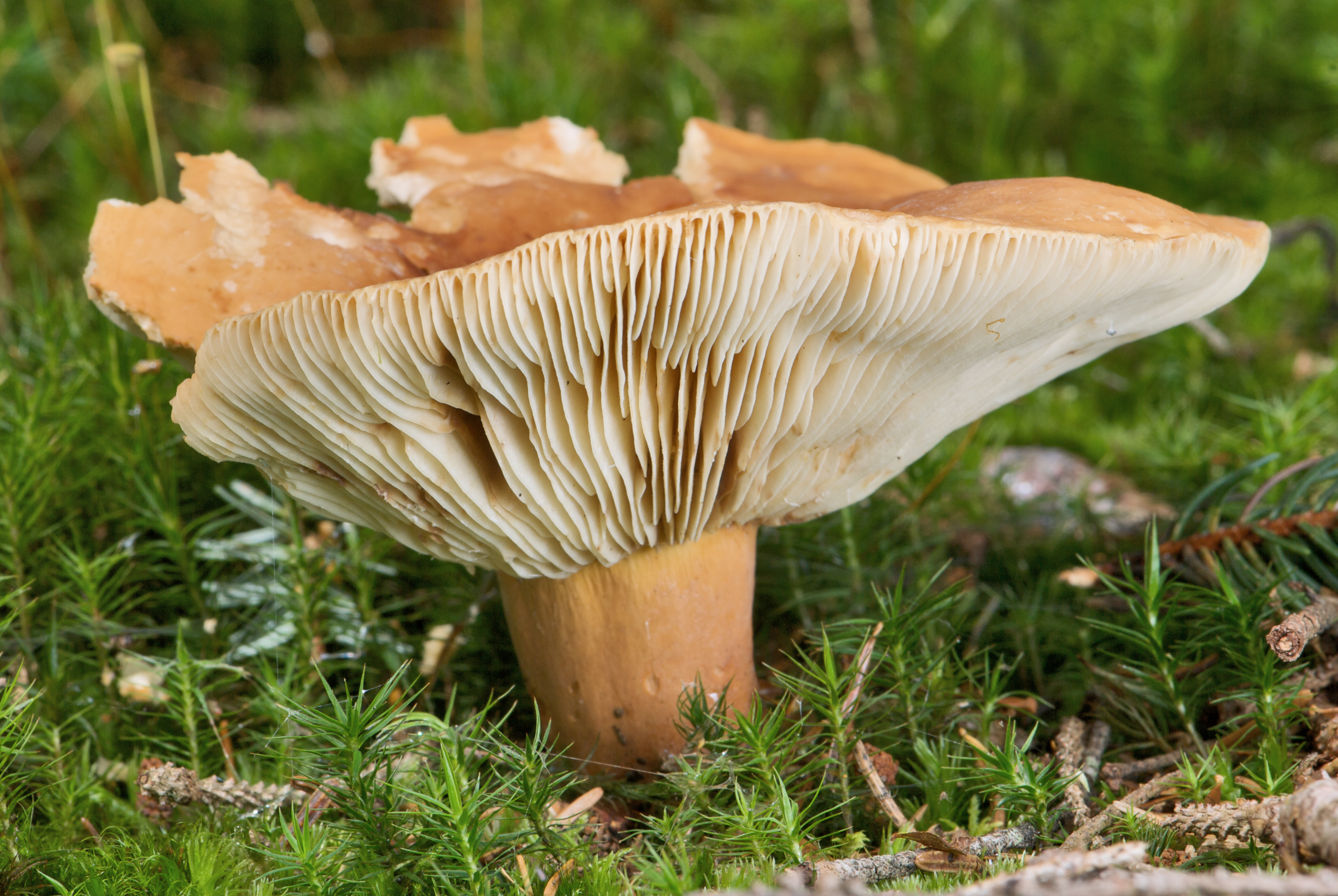 Lactarius volemus