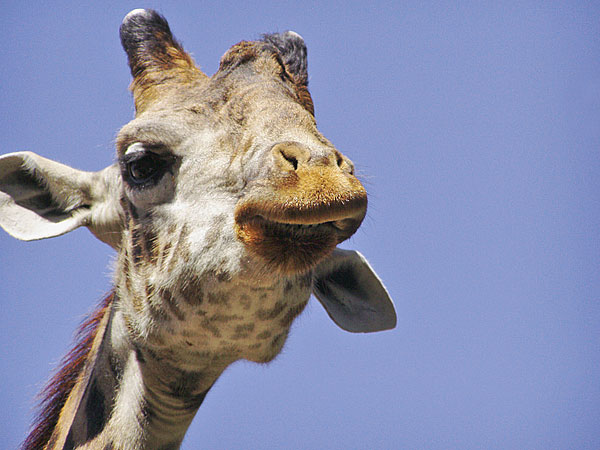 File:A Giraffe.jpg