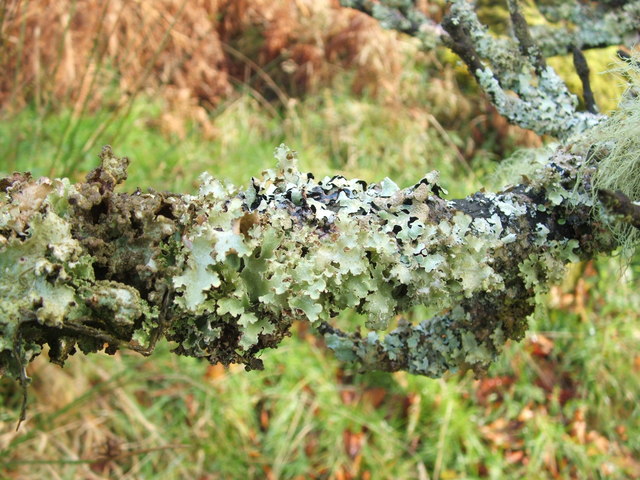 File:A lichen - Platismatia glauca - geograph.org.uk - 1018721.jpg