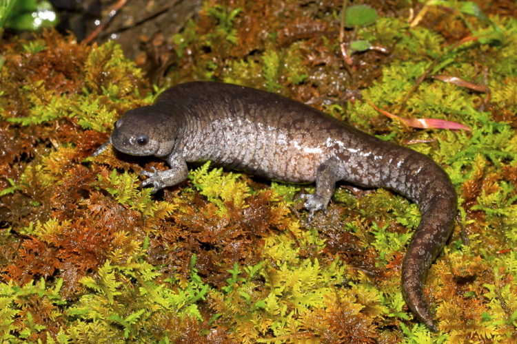 File:Ambystoma barbouri 1.jpeg