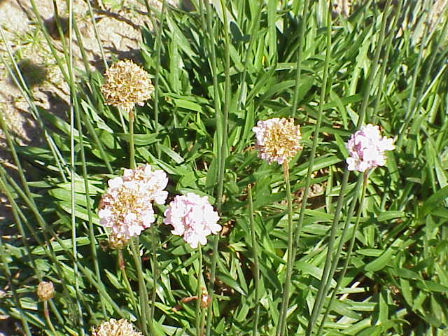 File:Armeria rhodopaea1.jpg