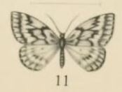 Aurevilius, 1910. Pl.2-11-Hypsometra ericinellae.JPG