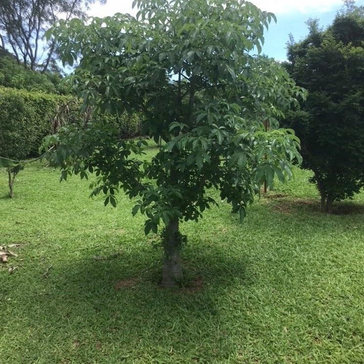 Baobá no Lago Sul, em Brasília.jpg