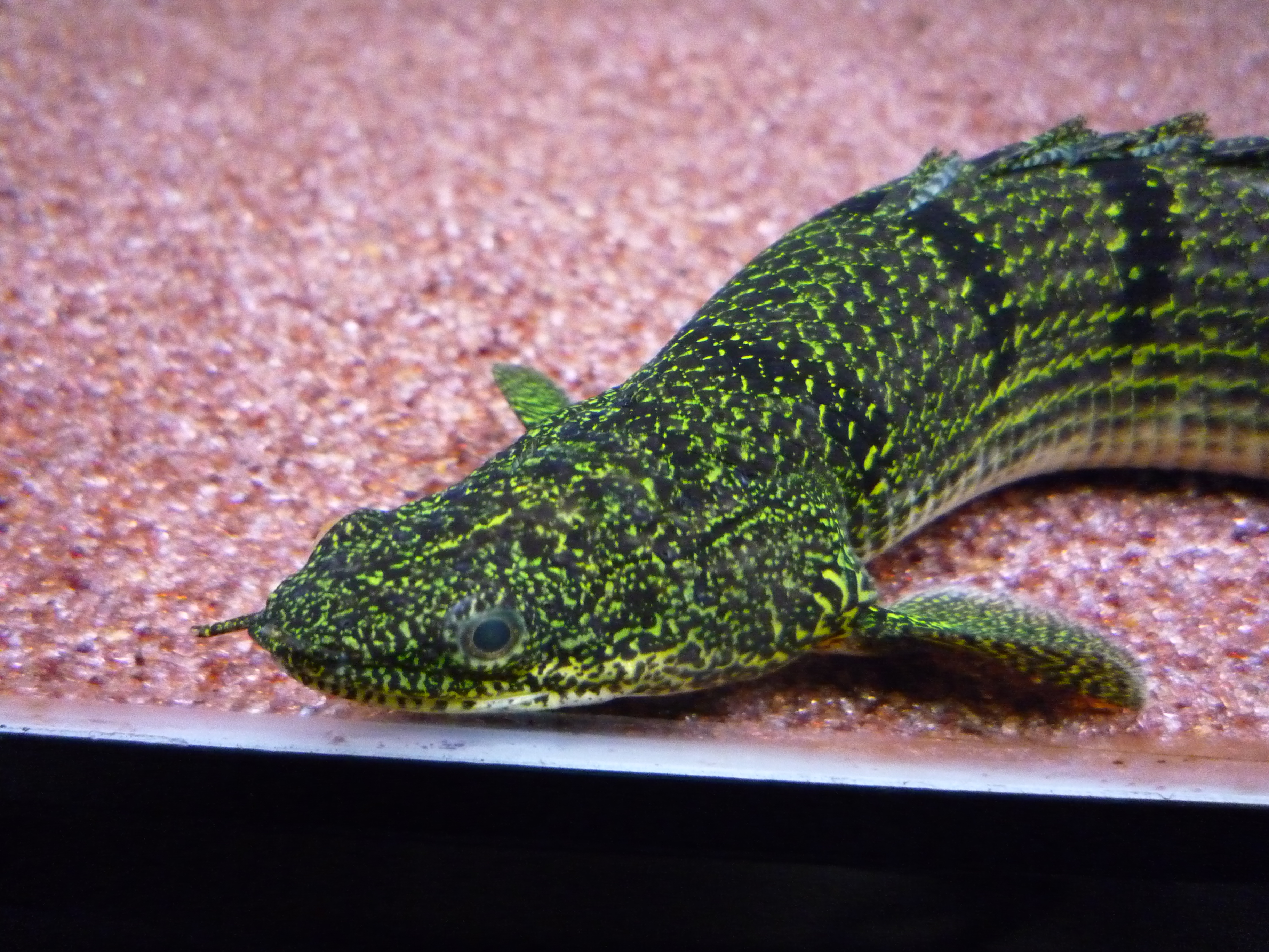 Barred bichir or Polypterus Delhezi