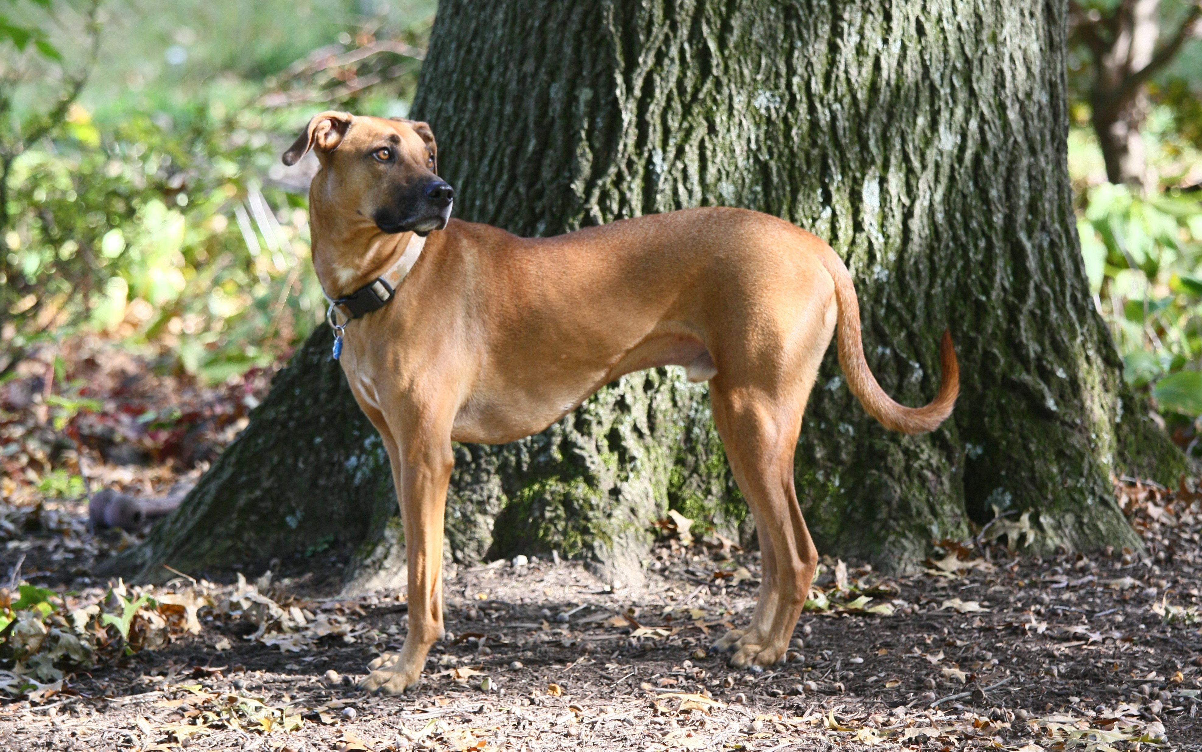 Black Mouth Cur Facts: Profile, Care, Traits, Train, Groom