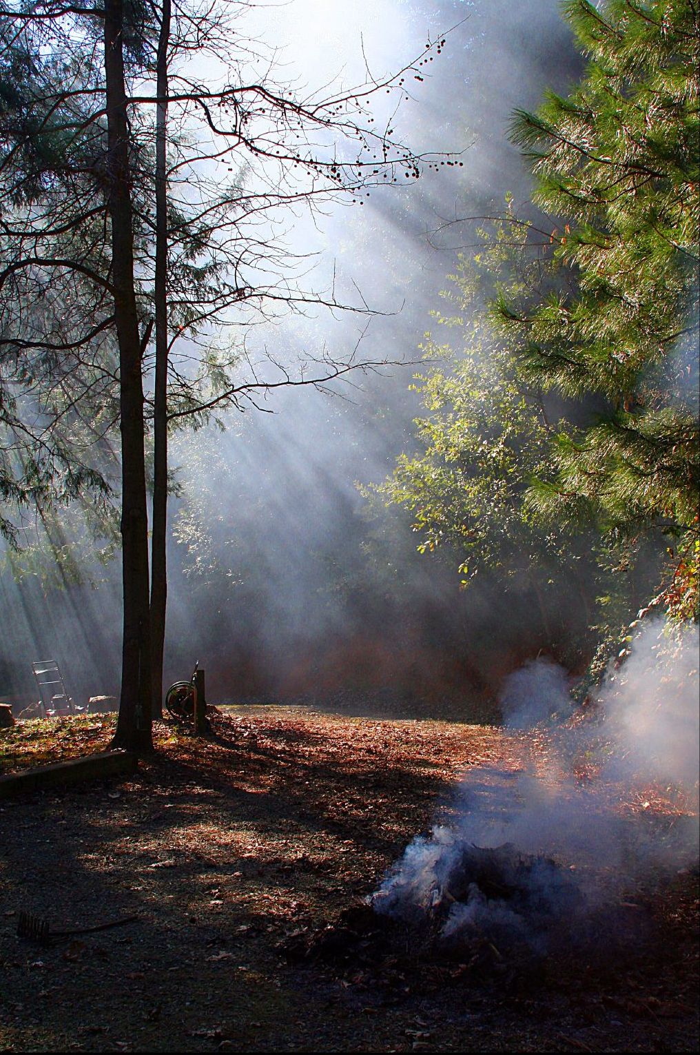 Burning leaves