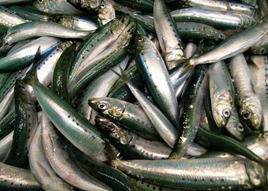 Catch_of_Pacific_sardines